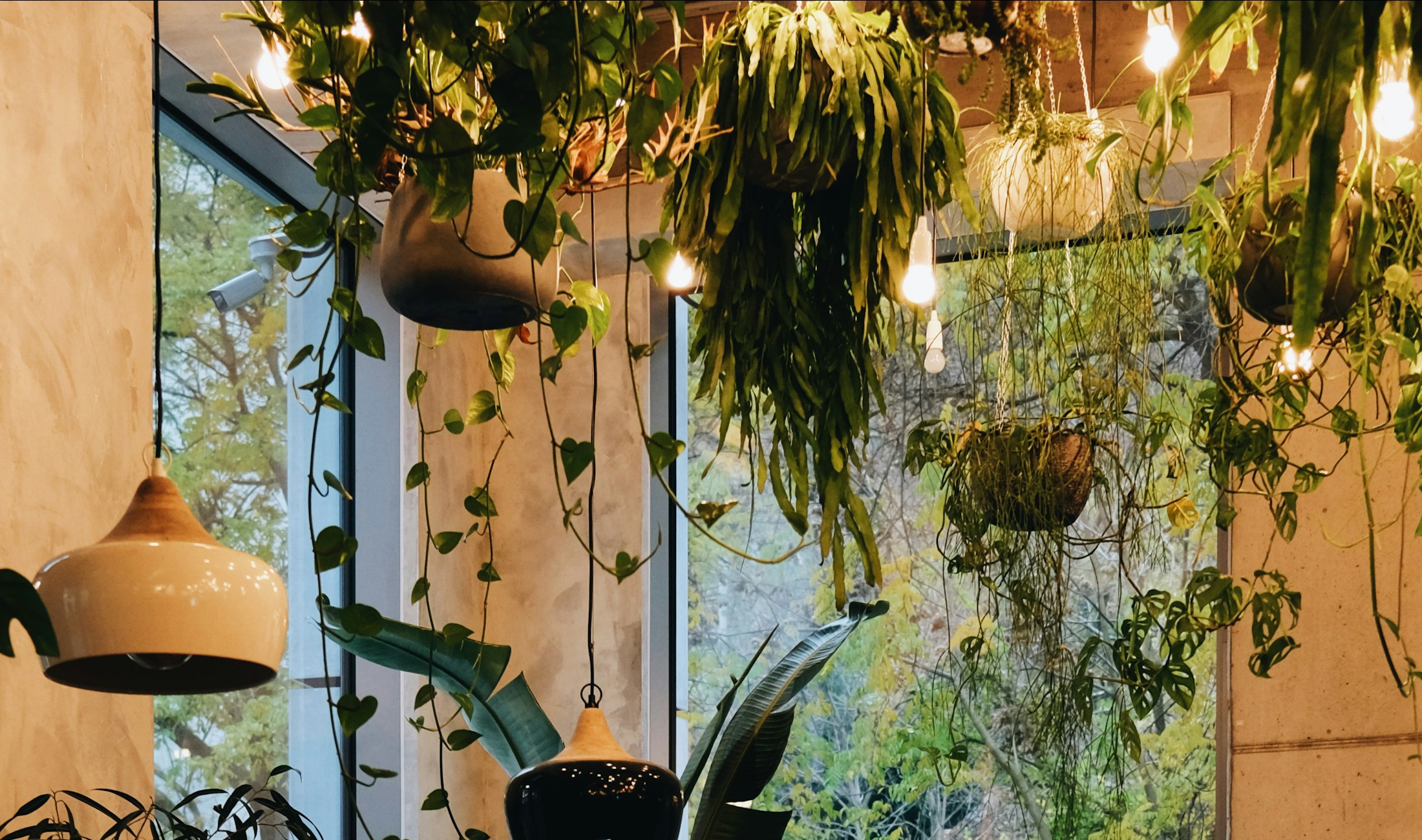 Ferns and pothos trailing from the ceiling over dark wooden tables in the front room