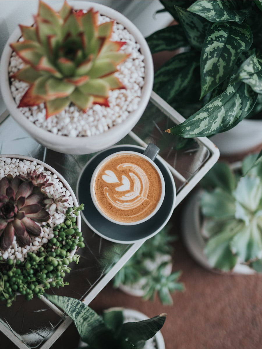 A flat white with a rosetta poured into it, on a tray between two succulents